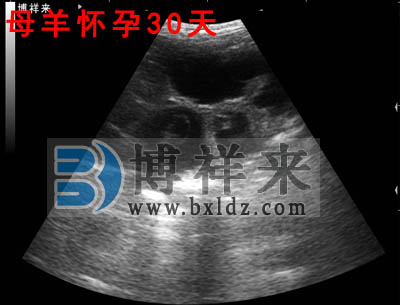 母羊懷孕30天超聲影像圖