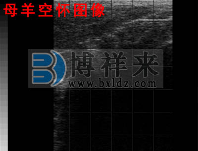 母羊空懷羊用B超圖像