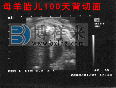 母羊懷孕100天超聲影像圖