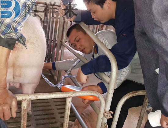 便攜式獸用B超機使用現場(chǎng)