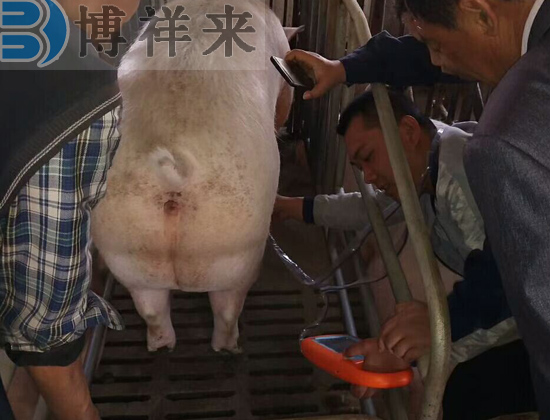 便攜式獸用B超機豬用現場(chǎng)