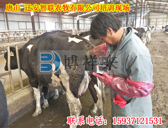 獸用B超機BXL-V20河北客戶(hù)