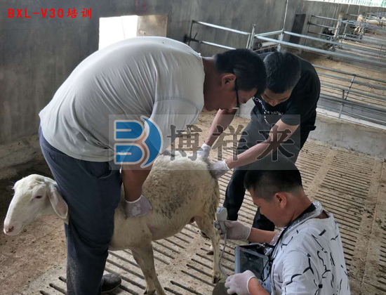 羊用B超BXL-V30實(shí)踐操作培訓