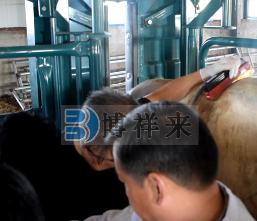 獸用B超機